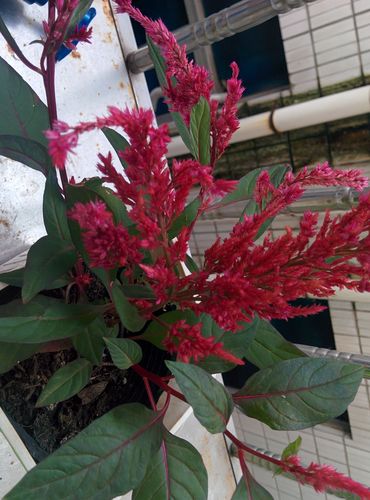 这种红色的植物叫什么名称.