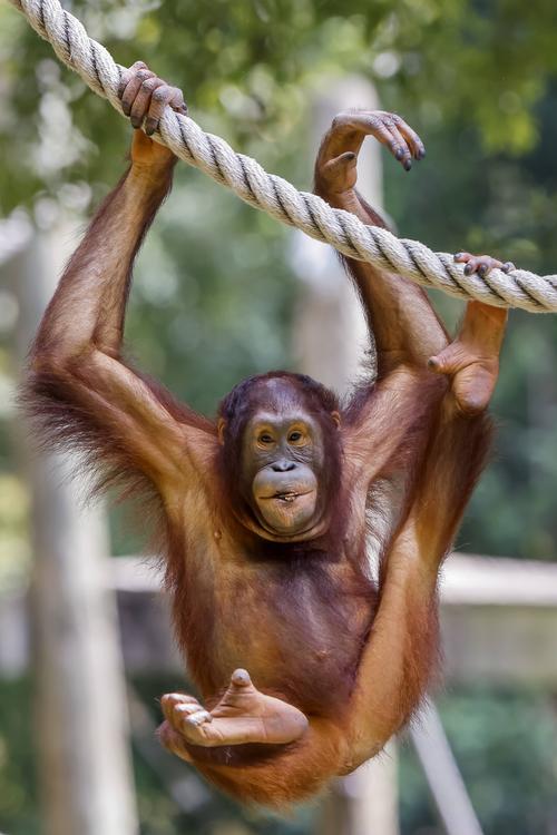 美国亚特兰大动物园多只猩猩感染新冠病毒
