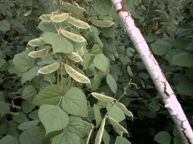 p白扁豆花为豆科植物扁豆78月间采收未完全开放的花晒干或阴干.