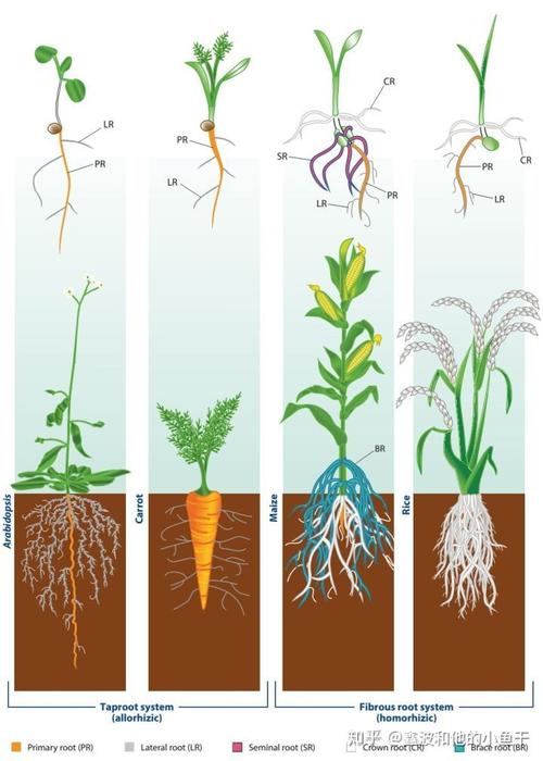 给出一张植物根系的图片如何计算出根系的表面积