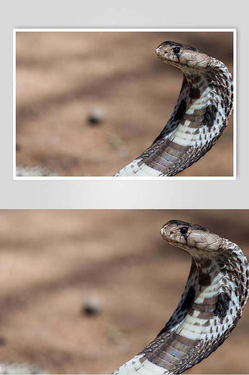 单只凶猛眼镜蛇图片摄影图