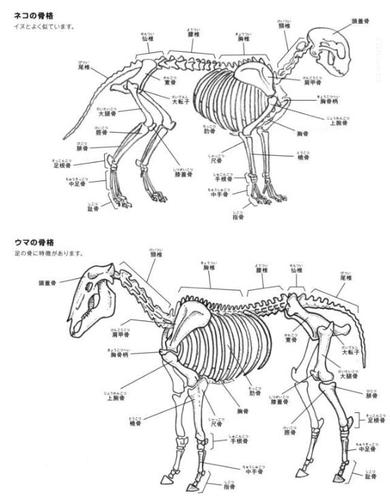 书籍教程动物解剖结构素描描绘方法pdf原版书177p