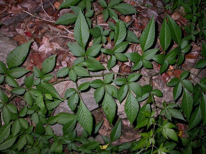 农村野外叫做五爪金龙的植物作用和功效真不小治病良药