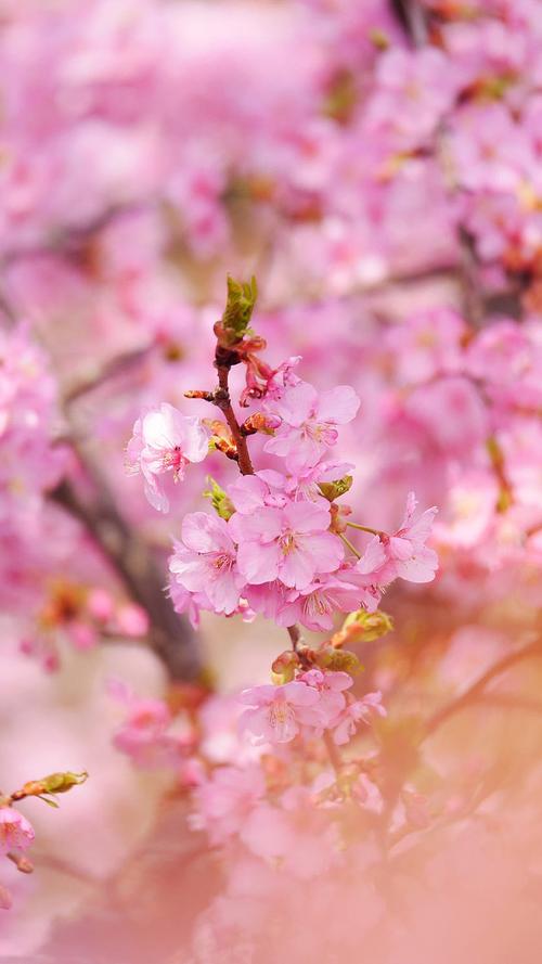 粉色桃花唯美风景摄影图片手机壁纸