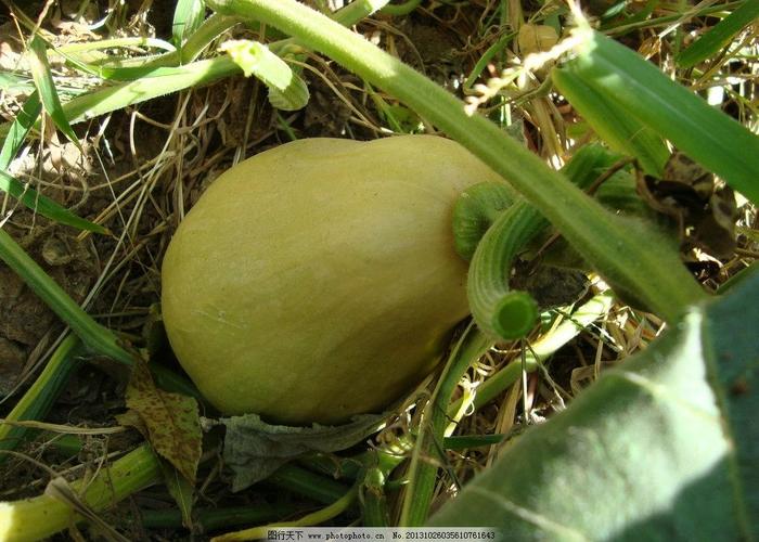南瓜的功效和作用绿南瓜的功效与作用蜜本南瓜的功效与作用