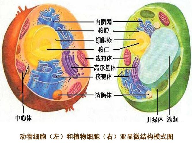动物细胞左和植物细胞右亚显微结构模式图