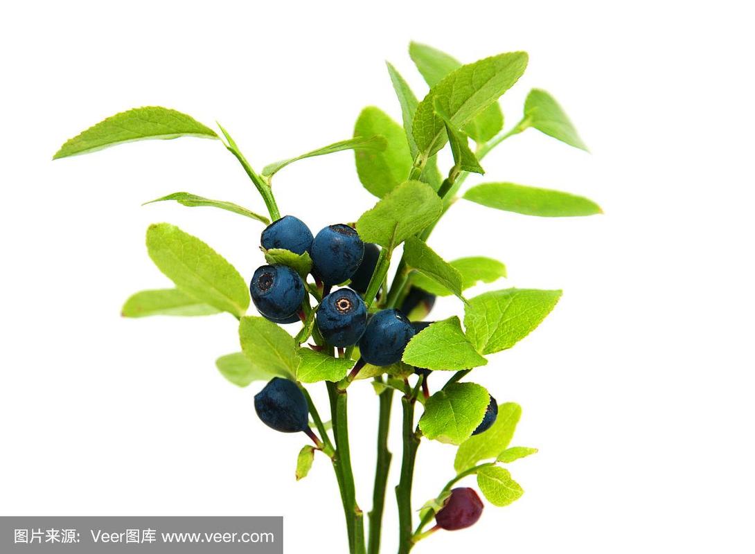 成熟的蓝莓在树枝上