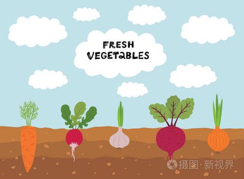 设置蔬菜植物生长地下胡萝卜