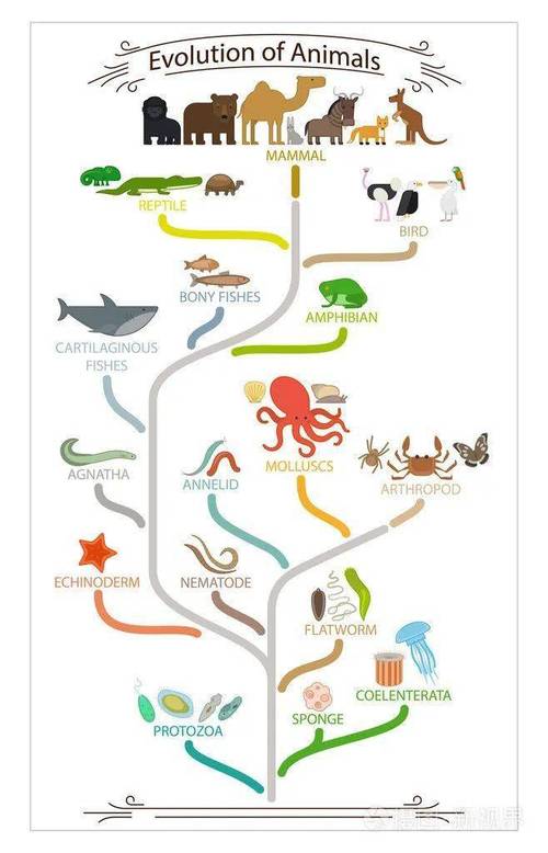 世界动物日看生命的神奇演化