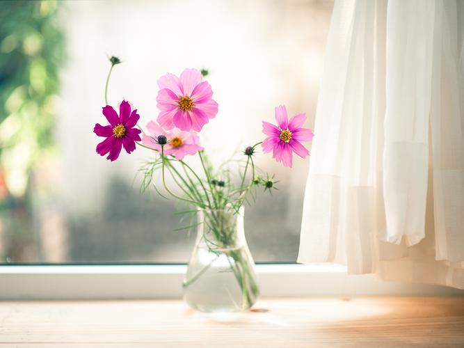 花朵花瓶窗台时光清新安静静好窗外amorisvena守着一份简单