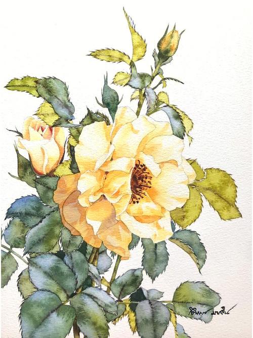 水彩黄玫瑰分享适合自学临摹水彩花卉