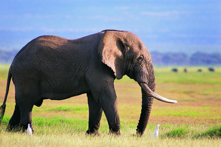 大象侧面特写图片大象野生动物象
