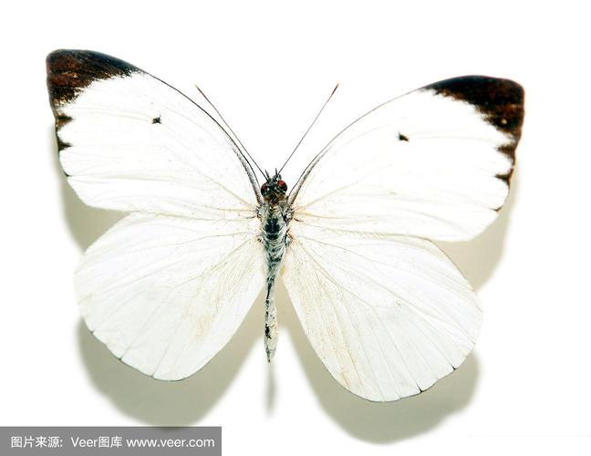白色的蝴蝶