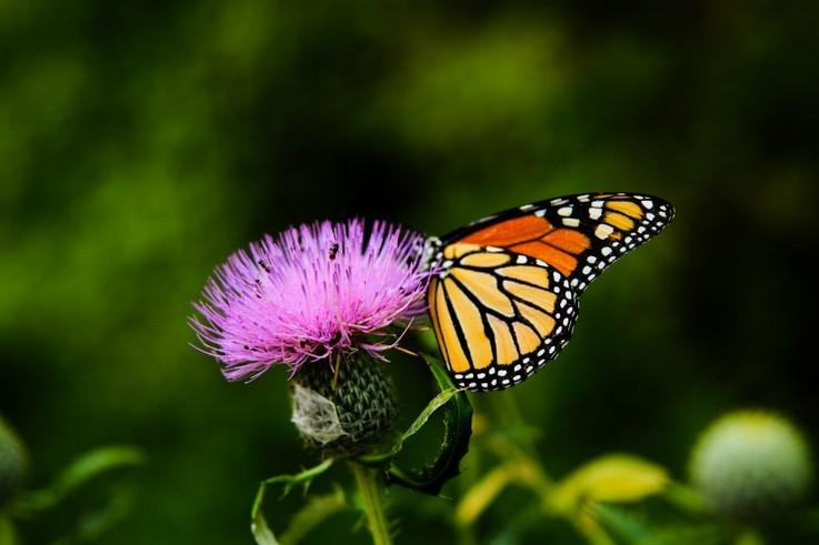 唯美摄影花上停留的蝴蝶动物图片分享