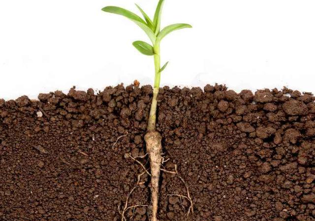 植物的根有以下三个作用