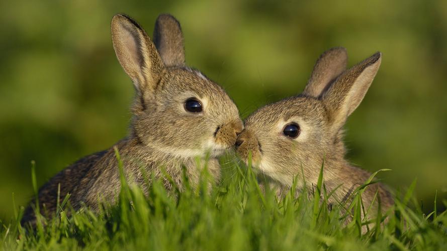 超有爱的兔子图片快乐的兔子动物壁纸