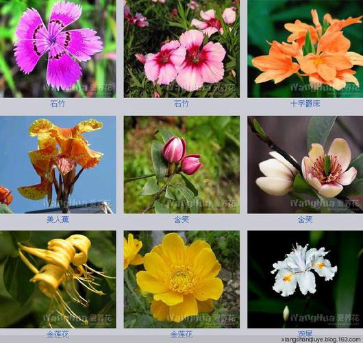 各种花卉名称图片大全