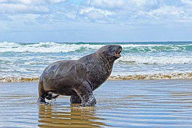 新西兰海狮图片新西兰海狮高清图片全景视觉