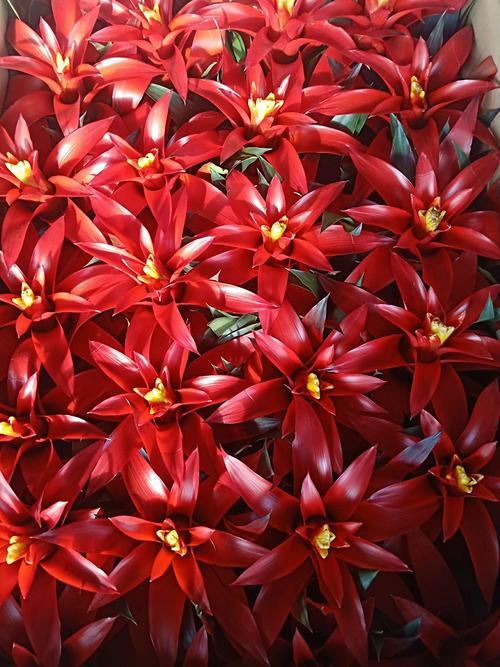 本次展出的年宵花卉大部分为观花类室内植物花色鲜艳自然花期在春节