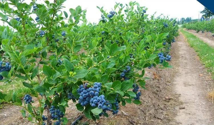 鲁力助农丨蓝莓来了从枝头鲜到舌尖你确定不尝尝