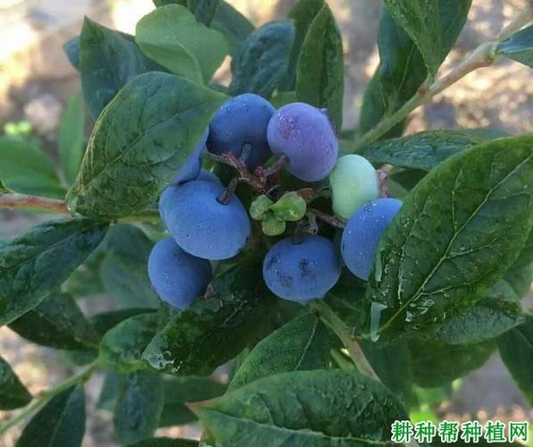 甜心蓝莓品种有什么特点甜心蓝莓品种适宜在哪里种植