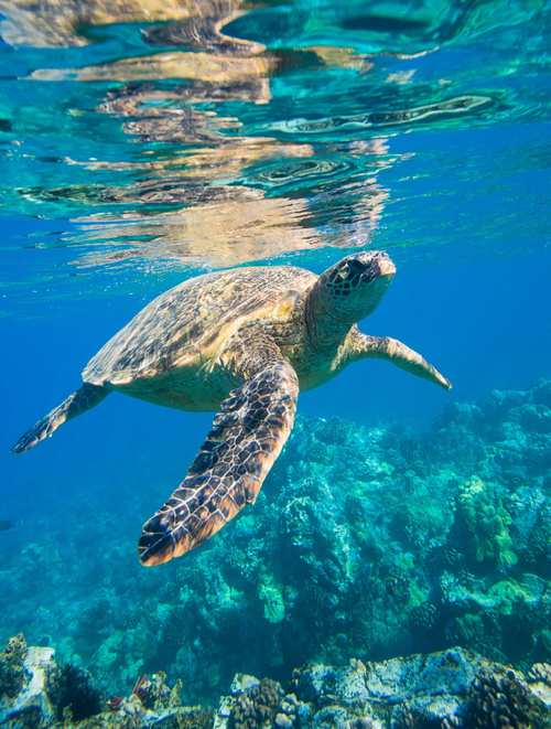 海洋里的海龟图片海龟海洋动物绿海龟石龟