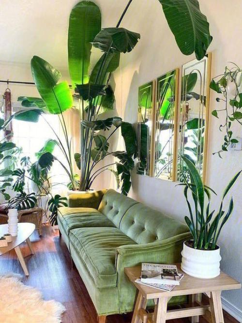 室内植物装饰分享