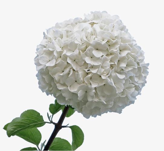 一枝白色木绣球花