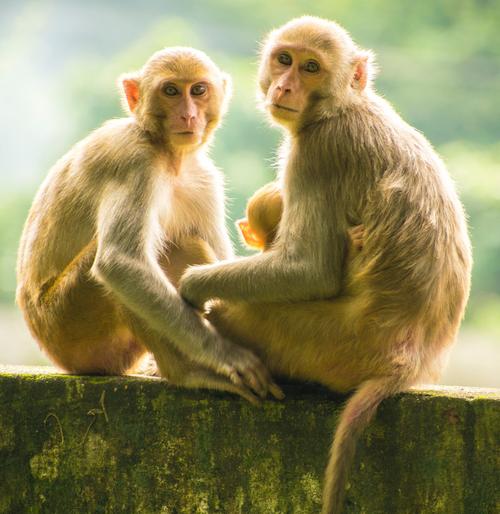 简介一组精美的两只猴子图片两只猴子图片标签野生动物猴子特别