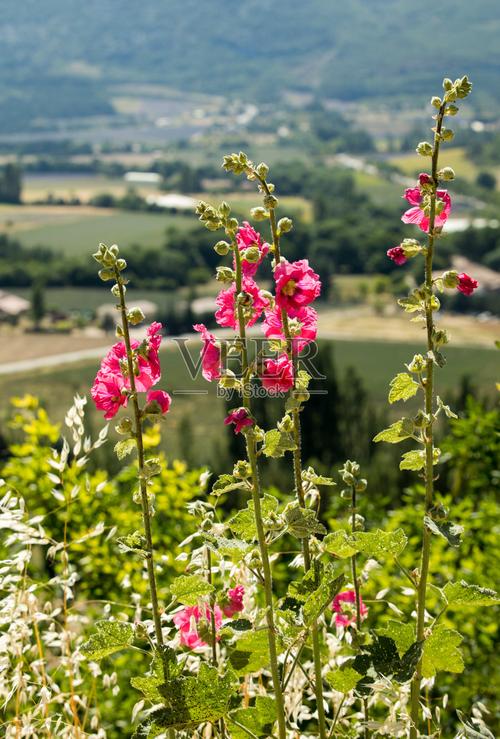 盛开的锦葵花映衬着普罗旺斯的乡村风景照片摄影图片