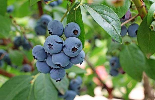 蓝莓品种图片大全