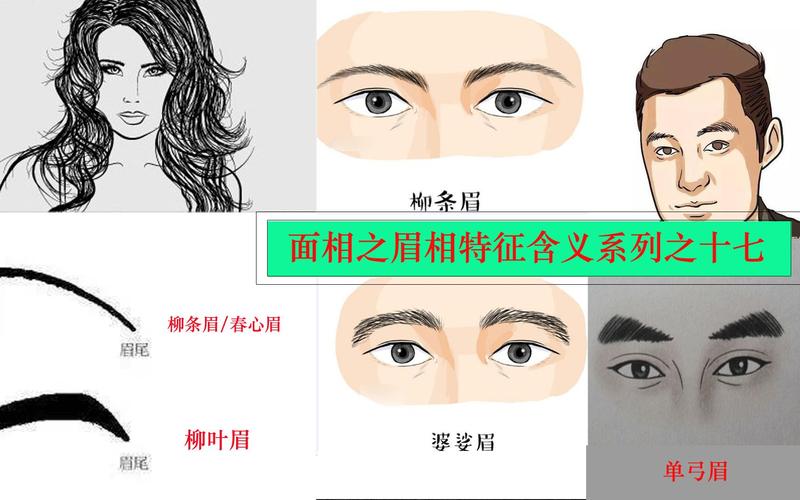 面相之眉相系列十七柳条眉婆娑眉单弓眉的特征与含义