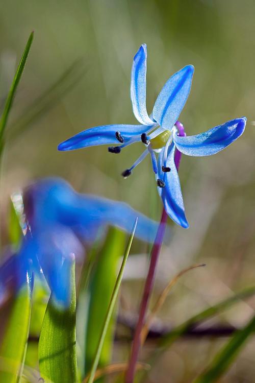 花自然蓝色春天植物大自然的美脆弱