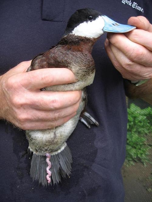 公鸭可视情况改变生殖器长度有的18cm有的0.5cm
