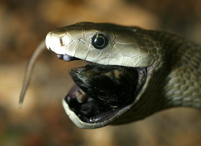 世界上最凶猛和危险的毒蛇黑曼巴蛇