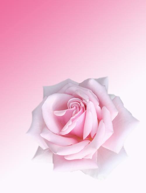 美丽迷人粉色花朵背景高清图片下载