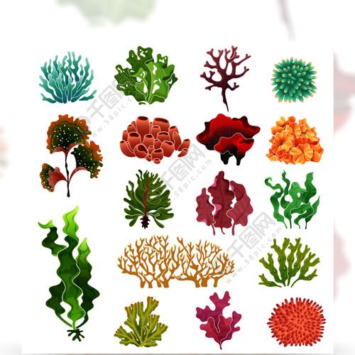 珊瑚和海藻水下植物区系海水海藻水族馆海带和珊瑚海洋植物矢量插图