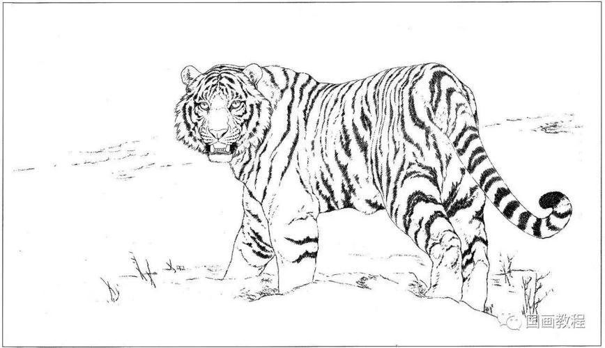 动物老虎可爱简笔画幼儿园绘画虎老虎简笔画怎么画老虎