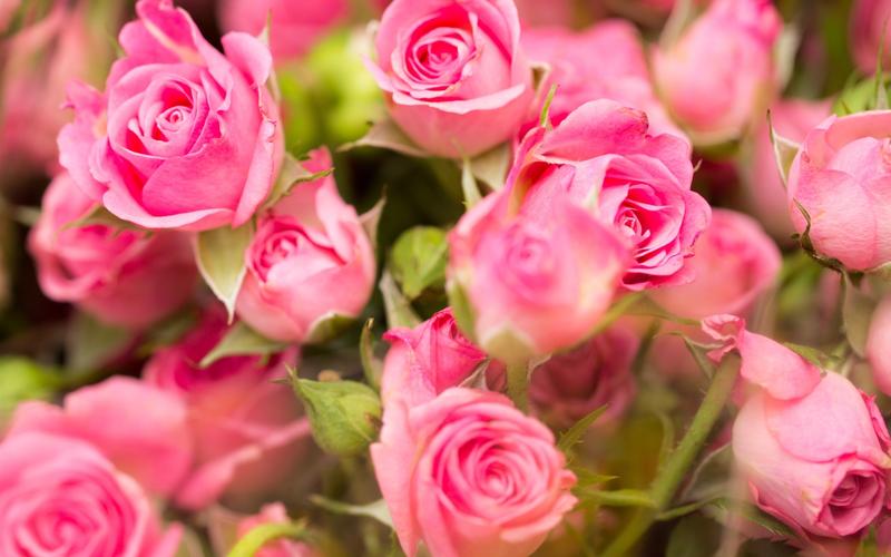 粉红色的玫瑰花朵的特写