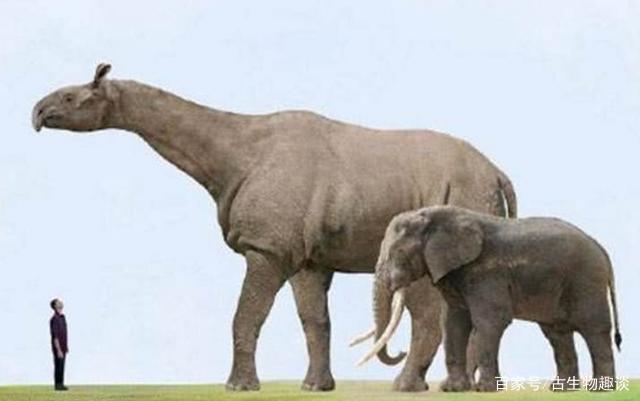 地球史上最大的陆生哺乳动物你可能都没听说过它的名字