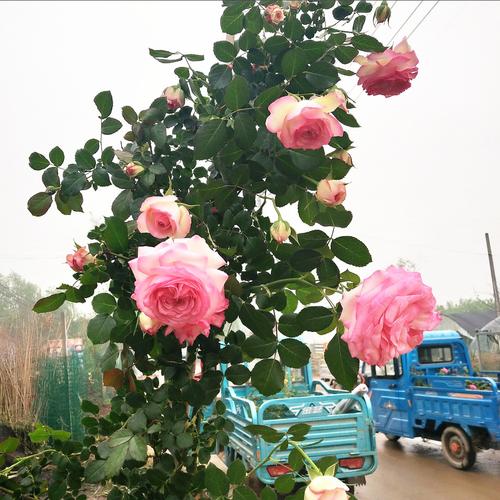 欧洲藤本月季蔷薇花苗粉色龙沙宝石玫瑰欧月大游行庭院爬藤月季