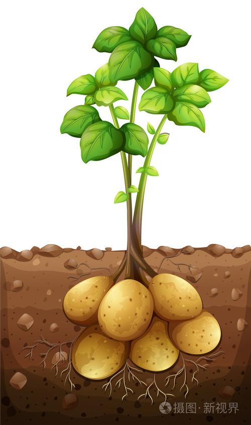 在地面下的土豆植物