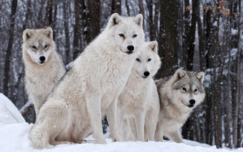 美丽冬季雪地上的狼高清图片雪中动物桌面壁纸下载第二辑