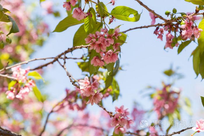 花的野生喜马拉雅樱桃树